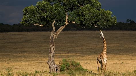 Описание страны Танзании 🐘 для путешественников | AFRICA TRAVEL