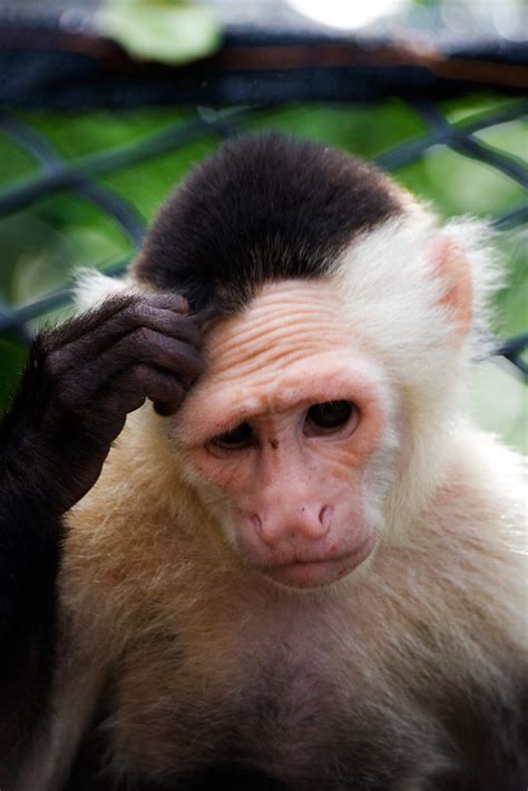 Confused Monkey Face