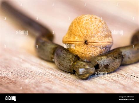 nut    nutcracker stock photo alamy