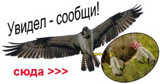 Совообразные