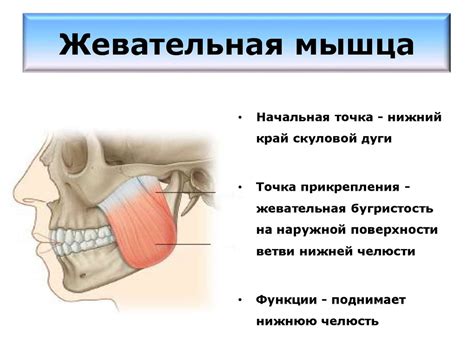 Мышцы туловища. Мышцы головы и шеи - презентация онлайн