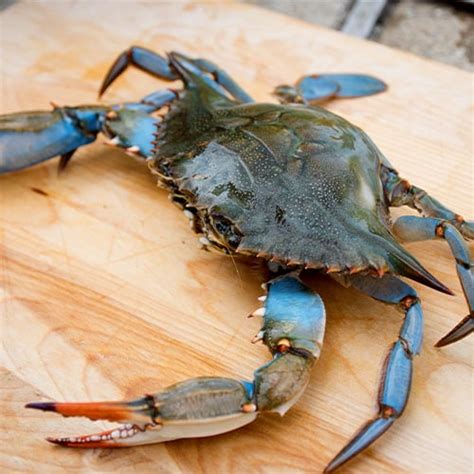 Types of Crabs: Sizes, Differences, Best Uses, & How to Cook