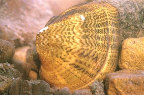 Truncilla - Alchetron, The Free Social Encyclopedia