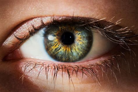 Human eyes: How they work, and their amazing anatomy | BBC Science Focus