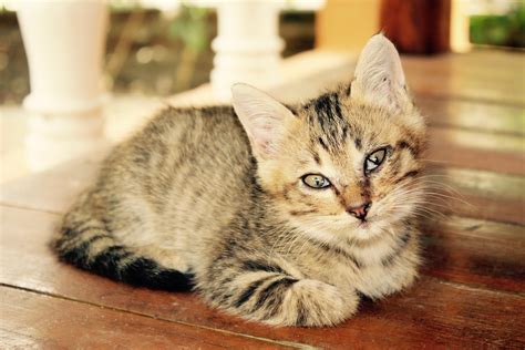 wild animal cats as pets 8