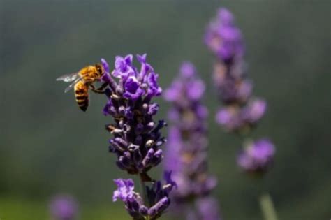 lavender spike