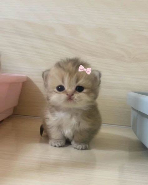 Милые Фотки Котиков