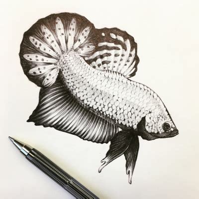 Betta Drawing at PaintingValley.com | Explore collection of Betta Drawing