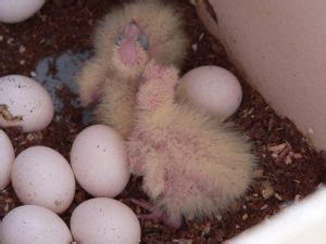 how long do cockatiel eggs take to hatch