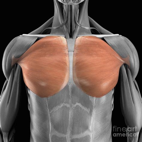 Pectoralis Major Muscles #1 Photograph by Science Picture Co - Pixels