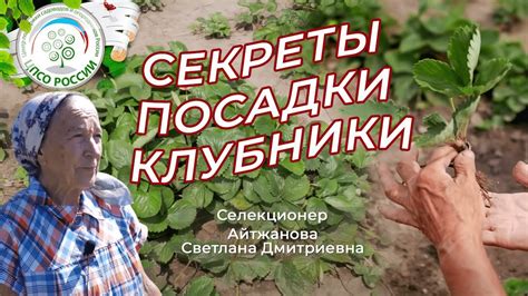 Посадка клубники. Все секреты посадки клубники, земляники в одном видео ...