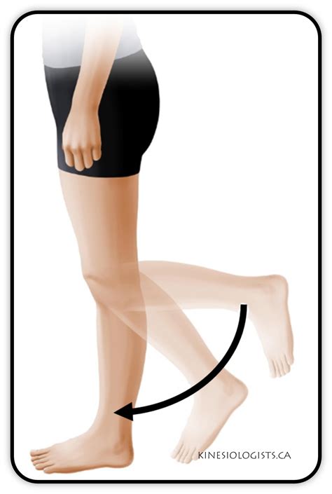 WEBSITE - Knee Extension 2022-1 - KINESIOLOGISTS.CA Studio