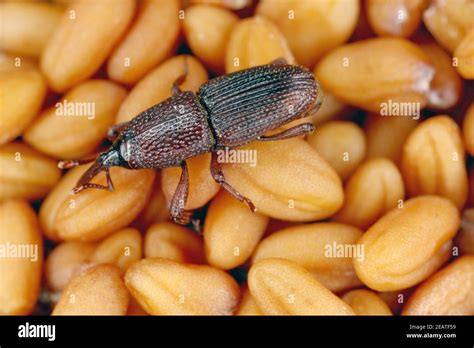 Wheat weevil hi-res stock photography and images - Alamy