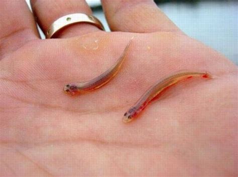 Candiru Fish (10 pics)