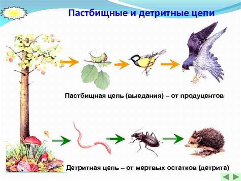 Пищевые цепи Пищевые цепи и экологические