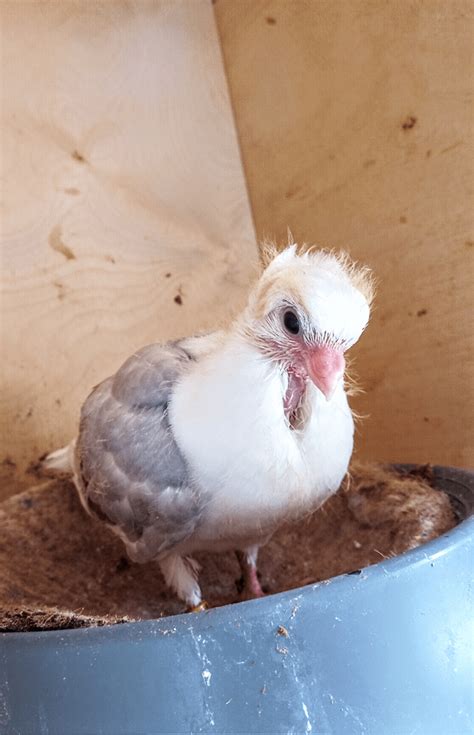 3 weeks old and getting fluffy : pigeon