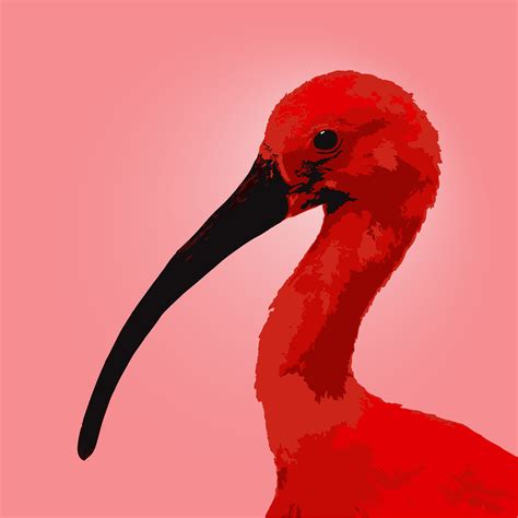 Scarlet Ibis Vector Art_1 on Behance