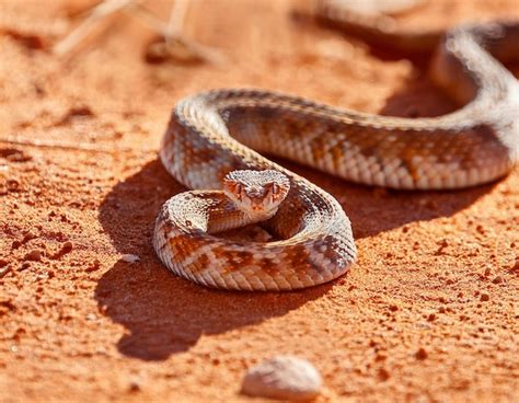 small snake images    freepik