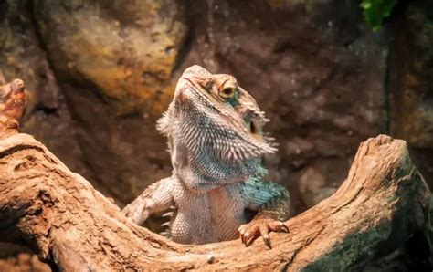 6 Best Bearded Dragon Enclosures, Tanks, Cages & Terrariums