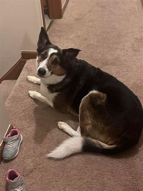 Dog for Adoption - Carley, a Australian Shepherd in Columbus, OH