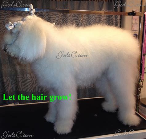 Standard Poodle Creative Groom | God's Creatures