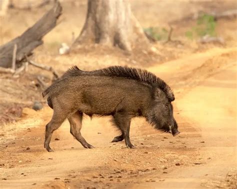 Wild Boar - Facts, Diet, Habitat & Pictures on Animalia.bio