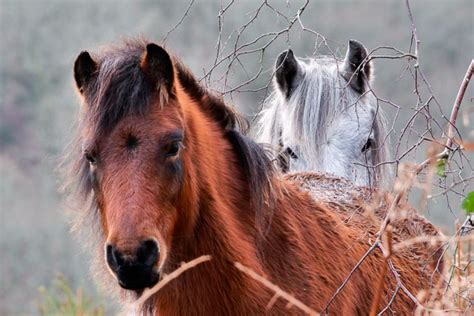 National Trust Walks Devon: 21 Best for Nature & Wildlife