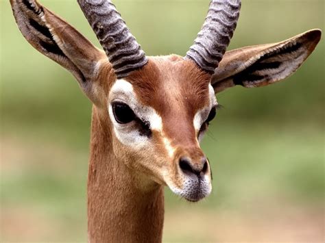 Funny Image Collection: Funny Antelope wallpaper funny picture & funny ...