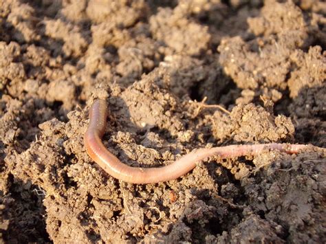 gambar earthworm cacing tanah gratis pixabay