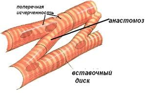 Сократительные кардиомиоциты