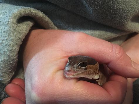what happens if gecko breathing fast cheap 2