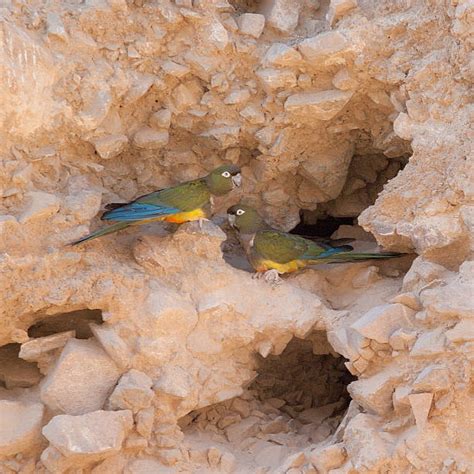 Burrowing Parrot Stock Photos, Pictures & Royalty-Free Images - iStock