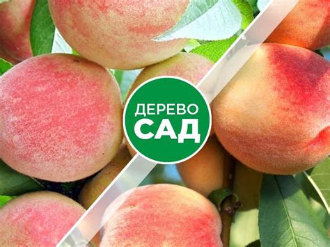Дерево-сад Персик Елгавский+Лойко-2 - купить в Минске, доставка почтой ...