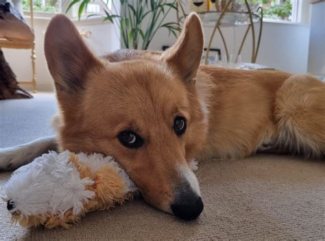 Dog lovers react to the newest corgis for adoption near me 5