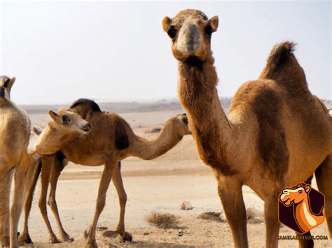 The Importance of Camel Breeds in Racing