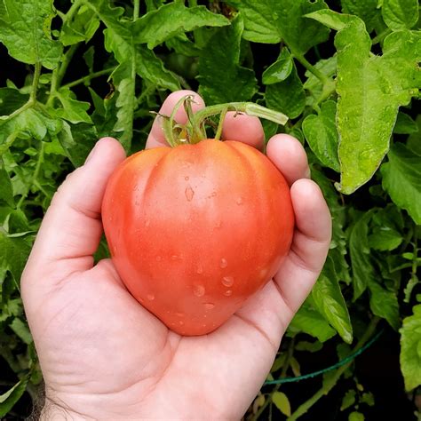 Septoria Leaf Spot Treatment To Save Your Tomatoes