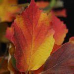 autumn foliage plants  trees shrubs  autumn colour  australia