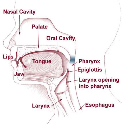 Hypernasal speech - Wikipedia