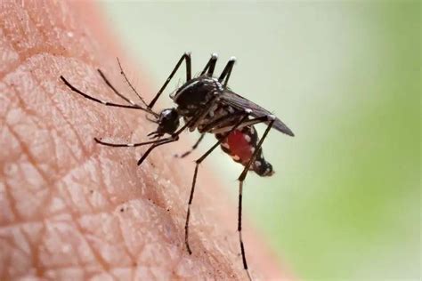Dengue fever | How dengue fever symptoms can lead to death, know the ...