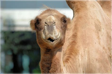 2 Humps, 06 Free Stock Photo - Public Domain Pictures