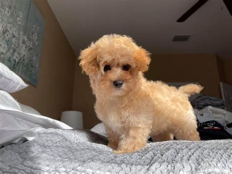 Apricot Teacup Maltipoo