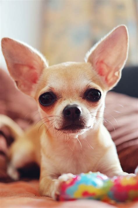 What Dogs Have Big Ears