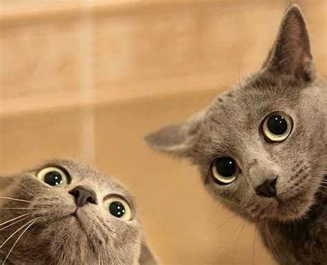 Фото животные, коты, приколы, улыбка