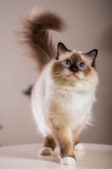 cat breeds  stunning blue eyes