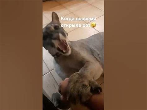 Когда вовремя научилась открывать рот! - YouTube