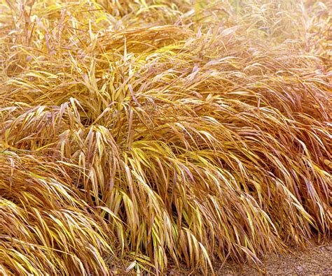 Best ornamental grasses for winter interest: expert picks | Homes and