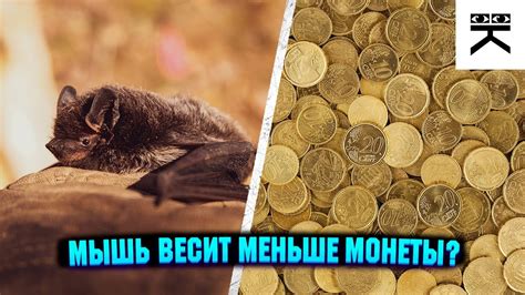 Самая маленькая летучая мышь в мире #shorts - YouTube