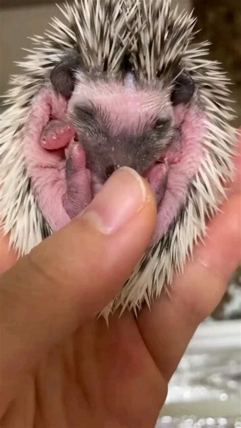 animals | Хорьки, Домашние крысы, Детеныши животных