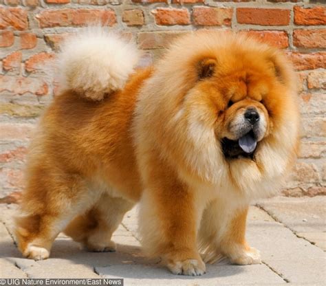 10 of the most charming and expensive dogs in the world - Page 8 of 10 ...