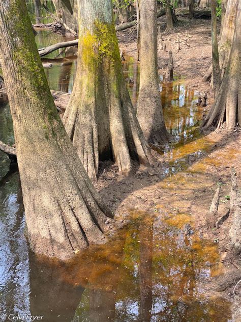 Snakes in the Plain – Congaree National Park – Piddlin' Around